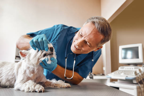 Best 24-Hour Emergency Dentist in Andover, MN